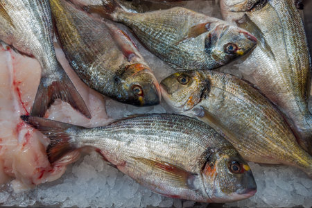 Fresh raw small red porgy fishes, or silver seabream on ice among the other seafood for sale at fish...