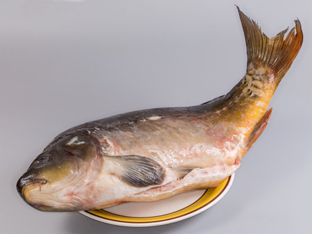 Big gutted mirror carp cleaned from the fish scales on the large yellow plate on a gray backgroundの写真素材