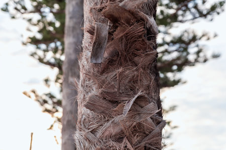 Part of fibrous trunk of the young palm tree with cut stems on a blurred background of other tree and sky in overcast dayの写真素材