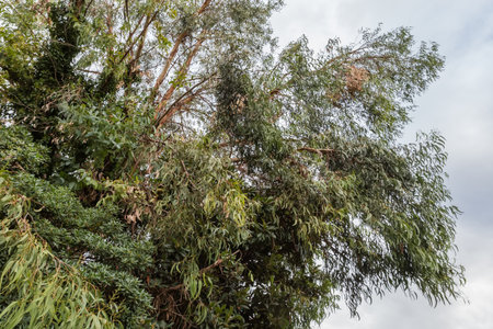 Branches of the old eucalypt, or manna gum against the cloudy sky in public garden, bottom view in overcast dayの写真素材