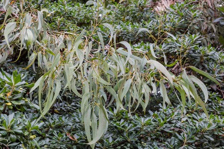 Hanging branch of the eucalypt, or manna gum against the other evergreen plants in public garden in overcast dayの写真素材