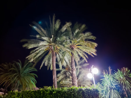 Two Phoenix dactylifera, also known as date palms against the dark sky at night with backlighting, view from bottom to topの写真素材