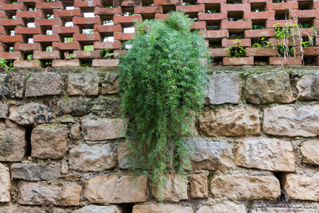 Part of stone retaining wall with bush of creeping plant with hanging stems and decorative fence made with red brick atop in overcast dayの写真素材
