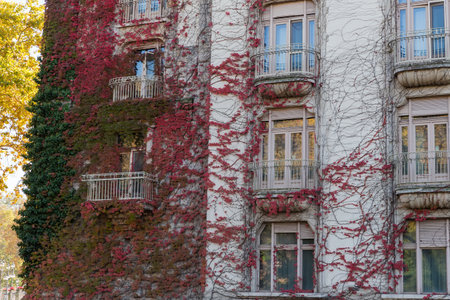 Fragment of the facade of old multistory building tightly overgrown with climbing ivy with partly fallen bright red autumn leaves in shade in autumn sunny dayの写真素材