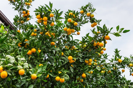 Fragment of of the tangerine tree with ripe orange fruits in overcast dayの写真素材