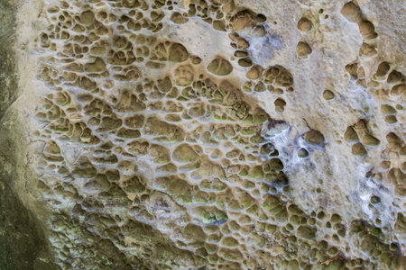 Surface of steep vertical side of sandstone rock weathered by long exposure wind, water and other natural agent, view in forest in shadeの写真素材