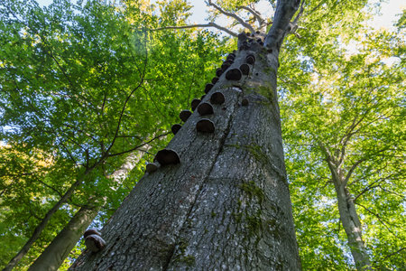 Old beech tree with thick trunk overgrown with numerous tinder fungus in a forest in sunny autumn...