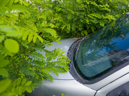 Abandoned old white car overgrown around with thickets of the young black locust trees, view of front part of car in overcast summer dayの写真素材