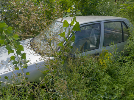 Abandoned old white car overgrown around with young poplar trees and thickets of different weeds, side view in sunny summer dayの写真素材