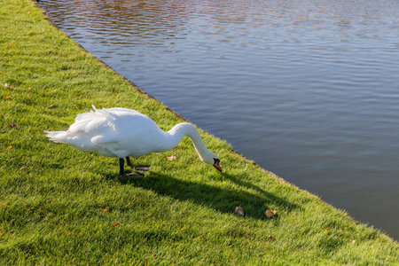 White swan nibbles grass on the lawn next the pond in park in sunny dayの写真素材