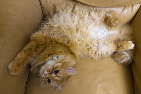Fluffy ginger house cat lies on his back with his stomach up on a yellow leather armchair and looking forward and up, top viewの写真素材