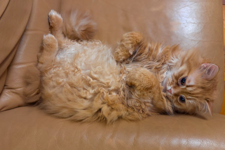 Fluffy ginger house cat lies on his back with his stomach up on an old yellow leather armchair and looking up, top viewの写真素材
