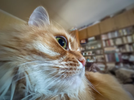 Head of the fluffy ginger cat which attentively looks ahead, view on a blurred background close-up in selective focusの写真素材