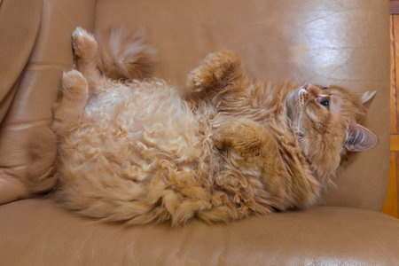 Fluffy ginger house cat lies on his back with his stomach up on an old yellow leather armchair and looks away, top viewの写真素材