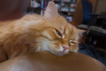 Fluffy ginger house cat dozing, resting his head on the armrest of yellow leather armchair, view close-up on a blurred backgroundの写真素材