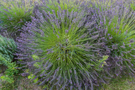 Bush of the blooming lavender among the same other bushes on a field in overcast day close-upの写真素材