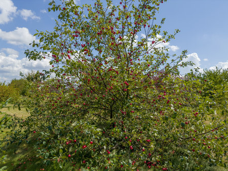 Apple tree with red ripening apples on branches in the orchard at summer sunny dayの写真素材