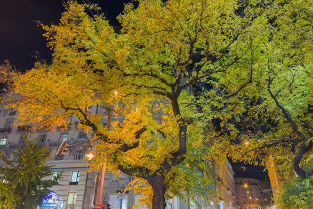 Old trees with autumn foliage illuminated with street lights on the night city street against the multi story buildingsの写真素材