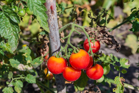 Plant of the cherry tomato with cluster of ripe red fruits on a field in sunny day, view close-up from a low shooting pointの写真素材