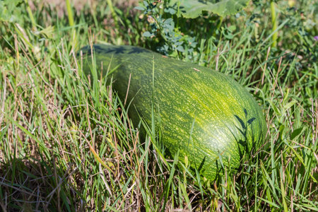 Long green ripe pumpkin growing on a field and lies among the grass  in sunny day, view close-up from a low shooting point in selective focusの写真素材