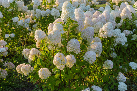 Bushes of the cultivated hortensia with panicles of white flowers in sunny morning after sunrise