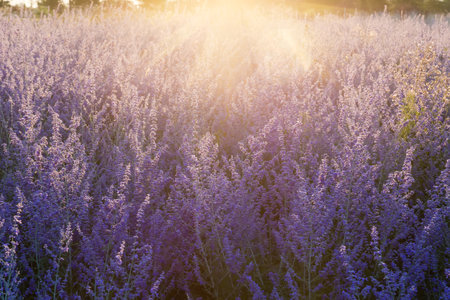 Planting of the blooming Perovskia atriplicifolia, also known as salvia yangii with inflorescence of...