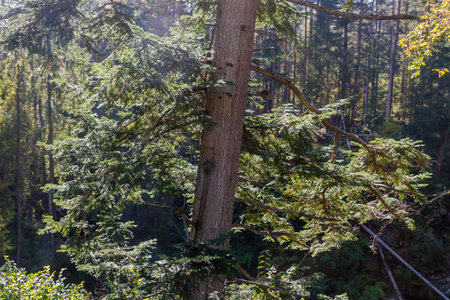 Part of the trunk and branches of old spruce growing in forest on a mountain slope in autumn sunny...
