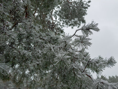 Pine branch covered with snow in the forest close-up against the cloudy sky and other branches during the snowfallの写真素材