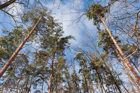 Tops and trunks of high old pines and deciduous trees partially covered with snow after a snowfall in forest at sunny day, view from bottom to top against the skyの写真素材
