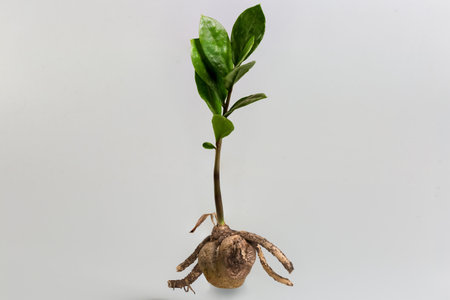 Young seedling of Zamioculcas cultivated as houseplant with rhizome with tuber on a gray backgroundの写真素材
