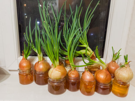 Growing green onion in the small jars with water on the kitchen windowsill from the last year's onion bulbs, which started sprouting, view from indoors at eveningの写真素材