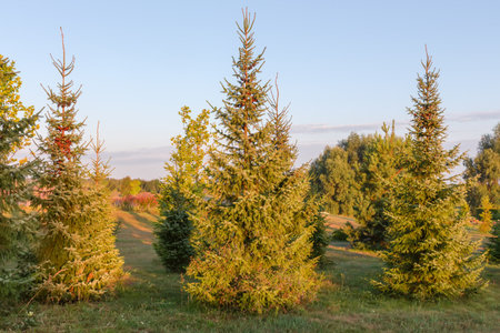 Sparse planting of the young spruces growing on a meadow in park, view in summer sunny morning after sunriseの写真素材