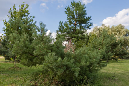 Thick sprawling bottom branches pine with cut middle and top parts of trunk growing in park, view against the other trees in summer sunny dayの写真素材