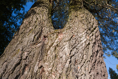 Forked thick trunk of the old black poplar against the branches of this tree and sky in sunny day, view from bottom to top close-upの写真素材