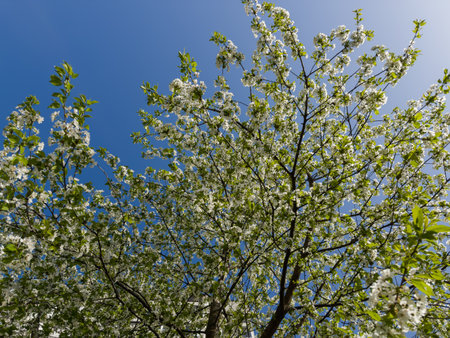 Branches and top of the blooming old cherry tree on a background of the clear sky, view from bottom to top in sunny morningの写真素材