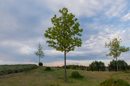 Three young tulip trees grow alone on a meadow in park, view in summer evening after sunset against the distant forest and cloudy skyの写真素材