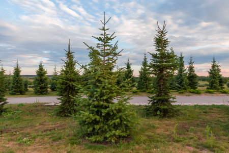 Young spruces growing in sparse forest next the road in park, view in summer sunny evening during sunset against the cloudy skyの写真素材