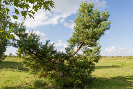 Thick sprawling bottom branches pine with cut middle and top parts of trunk growing on a meadow in park, view in summer sunny dayの写真素材