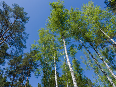 Tops of high birches and pines growing in a forest, view from bottom to top against the clear sky in spring sunny dayの写真素材