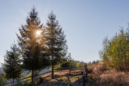 Several spruces separately growing on a mountain meadow, view  with the old wooden fence and high dry grass on a foreground at autumn sunny evening backlitの写真素材