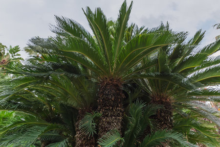 Leaves on the top of Mediterranean dwarf palm, or European fan palm in public garden, view against the cloudy sky in autumn overcast dayの写真素材