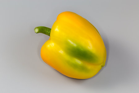Whole fresh raw yellow bell pepper with a greenish side on a gray backgroundの写真素材