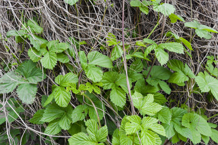 Fresh shoots of the wild hop with green leaves creeping on the dry last year hop stems in overcast...