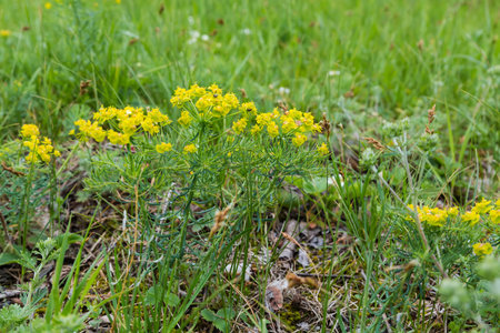 Bushes of blooming cypress spurge on a glade in overcast day after a rain, bottom view on a blurred background of the other grassの写真素材