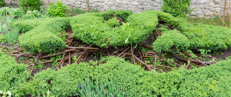 Shaped bushes of the ornamental creeping juniper in a flower garden against the stone wall in...