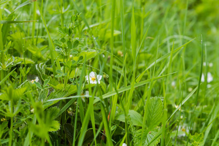 Plants of the blooming wild strawberry and other different grass on a glade covered with dew during a rain, view from a lower shooting point close-up in selective focusの写真素材