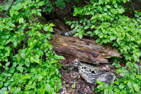 Wet young underwood of the elm growing around of the part of the fallen birch rotten trunk in forest in spring rainy overcast dayの写真素材