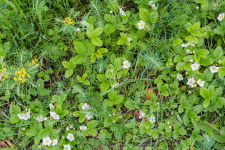 Section of the glade overgrown with blooming wild strawberry plants and other different grass covered with dew during a rain, top viewの写真素材