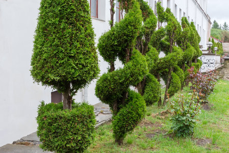 Small ornamental juniper trees shaped of various forms planted in a row along the white building wall, view in overcast dayの写真素材