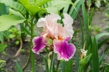 Pink-white flower of iris with the curly petals on a blurred background of other plants in overcast day, view close-up in selective focusの写真素材